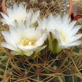 Gymnocalycium monvillei JLcoll.757.jpg